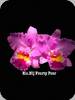 Rlc. Nij Forty Four
